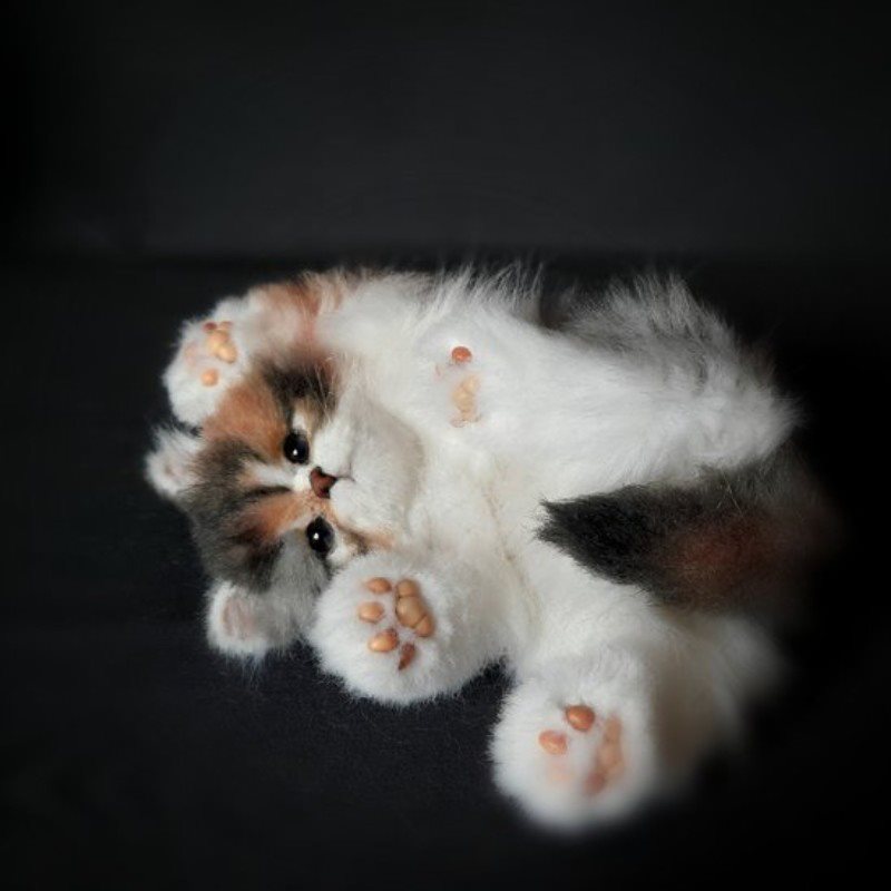 COMPANION PET CAT